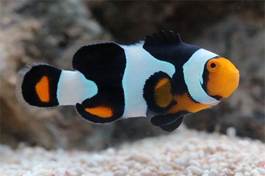 Amphiprion per. / oce. snow onyx elevage 4,5-5,5