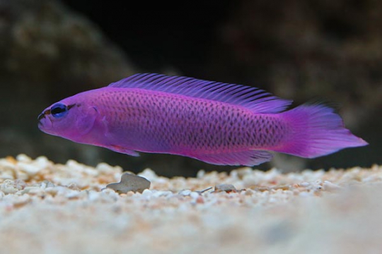 Pseudochromis Fridmani elevage M