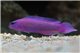 Pseudochromis Fridmani elevage L