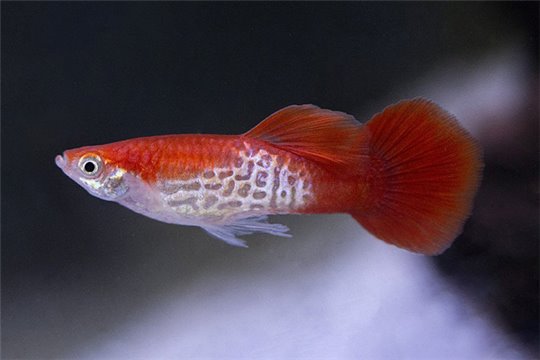 Guppy cobra red blond 3,5-4 cm