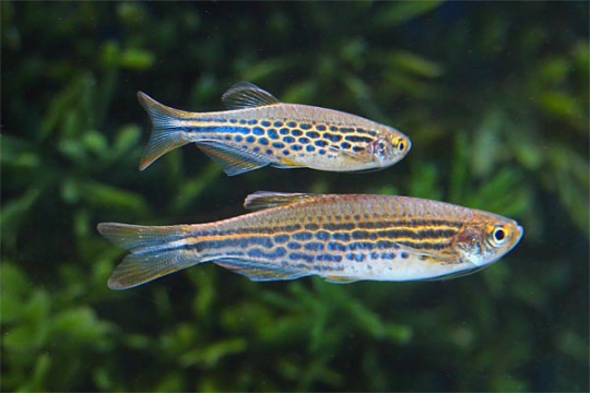 Danio kyathit L