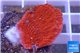 Montipora red plate 2-3 cm WYSIWYG acclimaté