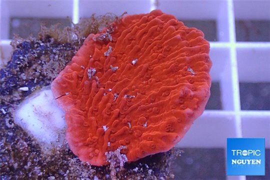 Montipora red plate 2-3 cm WYSIWYG acclimaté