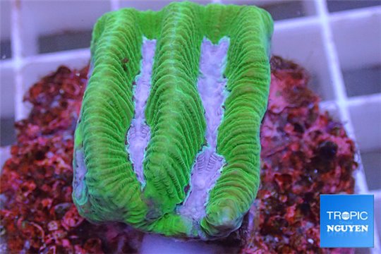 Platygyra green & pink snake 2-3 cm WYSIWYG acclimaté
