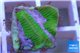 Platygyra green & pink snake 1-3 cm WYSIWYG acclimaté