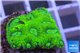 Favia neon green Australia 2-3 cm WYSIWYG acclimaté