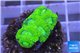 Favia neon green Australia 2-3 cm WYSIWYG acclimaté