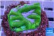 Platygyra green & pink snake 2-3 cm WYSIWYG acclimaté