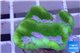 Platygyra green & pink snake 2 cm WYSIWYG acclimaté