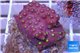 Cyphastrea red & yellow polyps Australia 2-3 cm WYSIWYG acclimaté