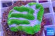 Platygyra green & pink snake 2-4 cm WYSIWYG acclimaté