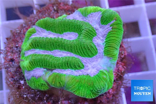 Platygyra green & pink snake 2-4 cm WYSIWYG acclimaté