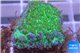 Hydnophora green 2-3 cm WYSIWYG acclimaté