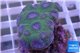 Diploastrea purple green 3-4 cm WYSIWYG acclimaté