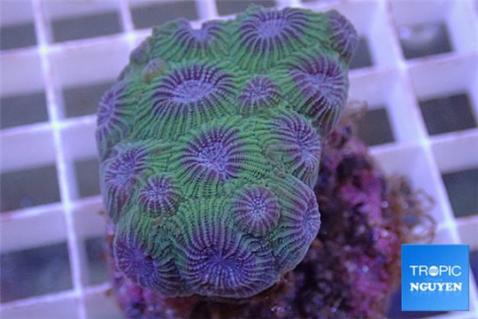 Diploastrea purple green 3-4 cm WYSIWYG acclimaté