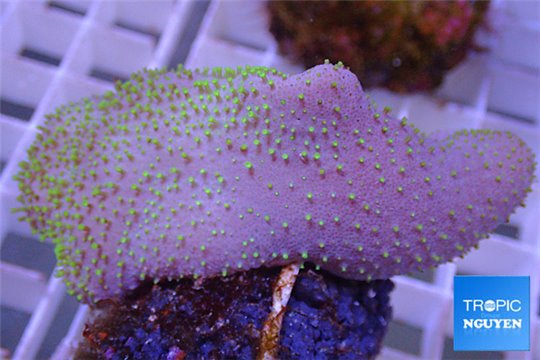 Sarcophyton neon green Australia 5-7 cm WYSIWYG acclimaté