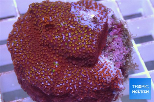 Montipora danae red polyps 4-5 cm WYSIWYG acclimaté