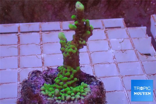 Montipora green & purple polyps 5-6 cm WYSIWYG acclimaté