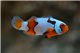 Amphiprion Percula Picasso elevage Le Cpl