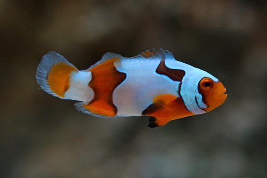 Amphiprion percula picasso élevage 4-5 cm