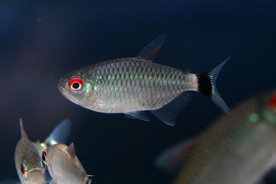 Moenkhausia sanctaefilomenae - ML