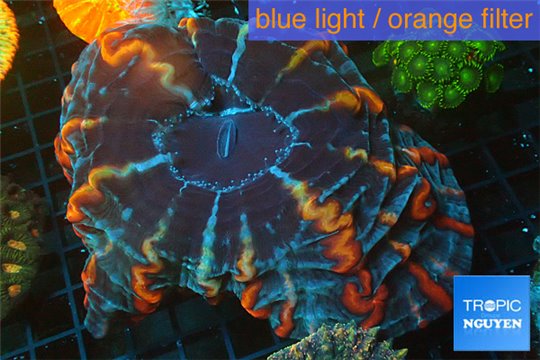 Cynarina creazy red blue premium 5-8 cm WYSIWYG acclimaté
