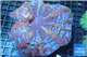 Cynarina creazy red blue premium 5-8 cm WYSIWYG acclimaté