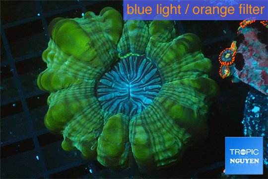 Cynarina green blue 4-7 cm WYSIWYG acclimaté