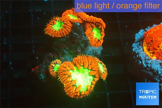 Blastomussa wellsi red neon green 7-10 polyps WYSIWYG acclimaté