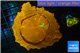 Acanthophyllia orange fusion premium 7-10 cm WYSIWYG acclimaté