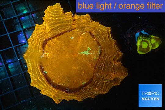 Acanthophyllia orange fusion premium 7-10 cm WYSIWYG acclimaté
