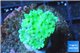 Duncanopsammia green 4-5 polyps WYSIWYG acclimaté