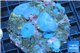 Discosoma deep blue small polyps 5-8 cm WYSIWYG acclimaté