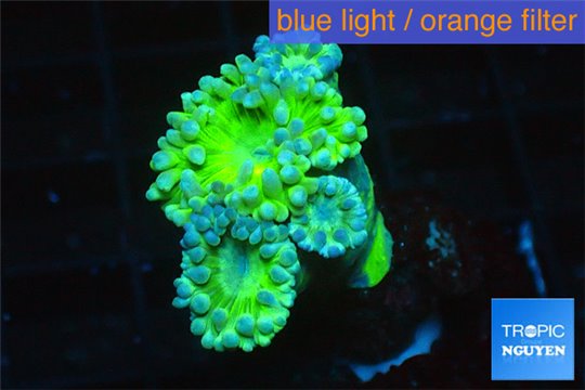 Duncanopsammia green 4 polyps WYSIWYG acclimaté