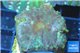 Rhodactis green blue & golden line 2 polyps WYSIWYG acclimaté
