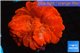 Cynarina red 5-7 cm WYSIWYG acclimaté