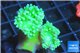 Duncanopsammia green 2 polyps WYSIWYG acclimaté