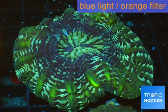Cynarina green blue 4-8 cm WYSIWYG acclimaté