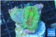 Rhodactis tricolor 3 polyps WYSIWYG acclimaté