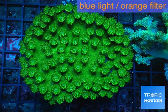 Turbinaria neon green 7-9 cm WYSIWYG acclimaté