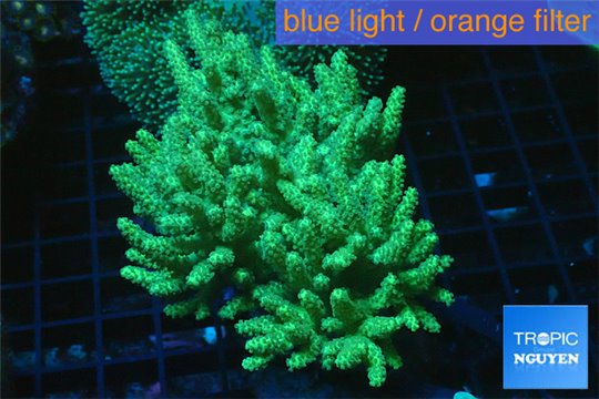 Sinularia flexibilis neon green Australia 10-18 cm WYSIWYG acclimaté