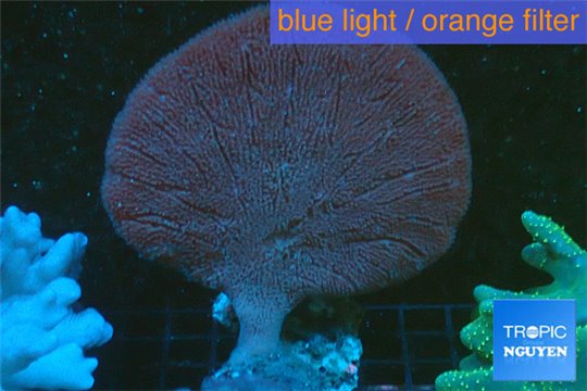 Orange sponge 7-11 cm WYSIWYG acclimaté