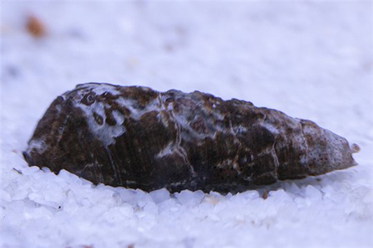 Escargot nettoyeur Rhinoclavis 1-3 cm