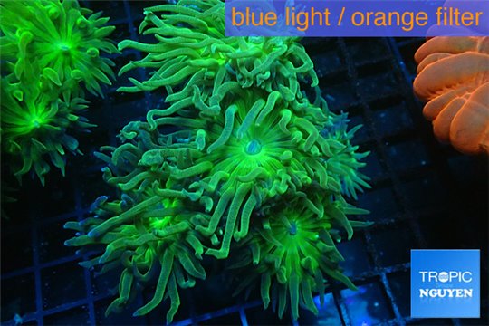 Duncanopsammia neon green 6-8 cm WYSIWYG acclimaté