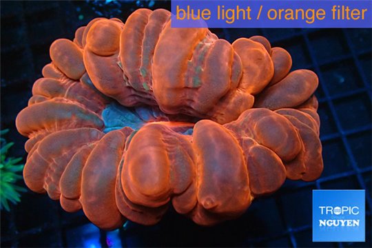 Cynarina red blue 6-10 cm WYSIWYG acclimaté