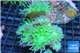 Duncanopsammia green 8-12 cm WYSIWYG acclimaté