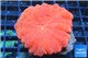 Cynarina red fusion 5-8 cm WYSIWYG acclimaté