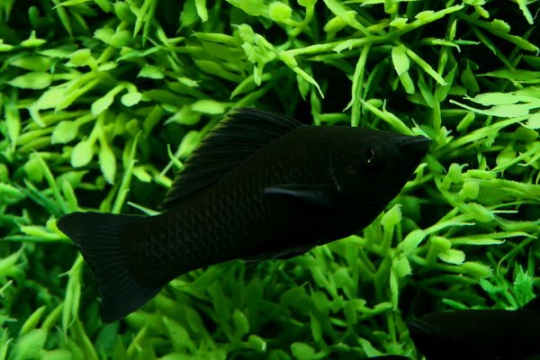 Molly black molly - ML