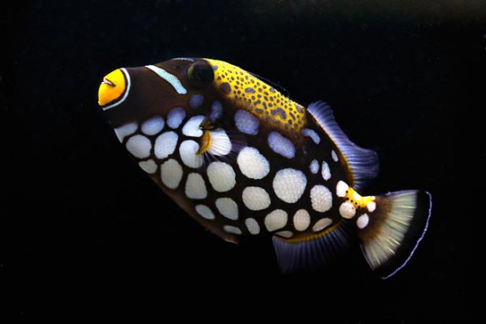 Balistoides Conspi L