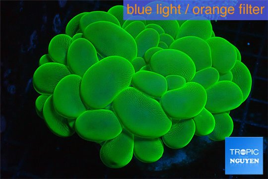 Plerogyra big bubbles neon green 6-9 cm WYSIWYG acclimaté